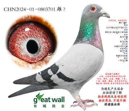 15.̩�������������.0803701