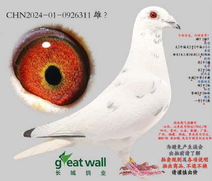 17.������900���.0926311