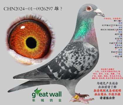 19.ͼ��˹������Ѫ.0926297