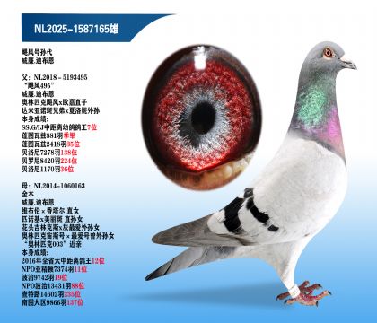 ����.�ϲ�����쫷�������