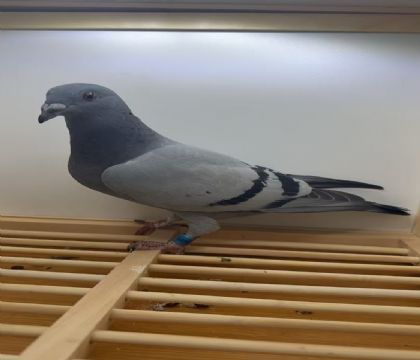 ��.������˹Ѫϵ