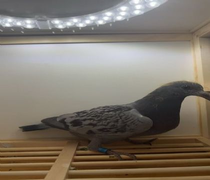 ����.�ն���˹Ѫϵ