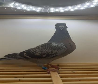 ��˹.����Ѫϵ