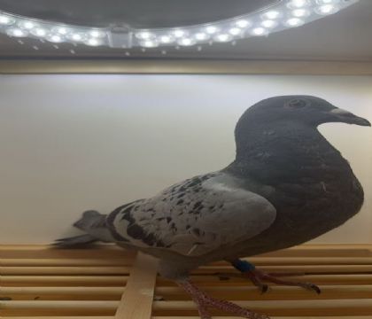 ����.�ϲ���Ѫϵ