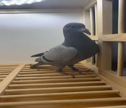 ��.������˹Ѫϵ