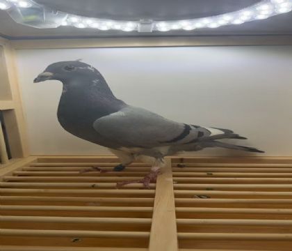 �Ͽ�.���ǲ���-���ض�Ѫϵ