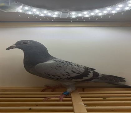 ����.�ϲ���Ѫϵ