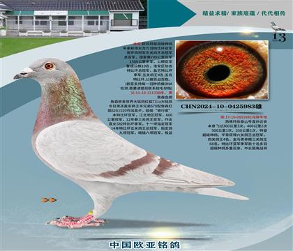 �ر��Ǿ�ղɭ������338X̩ɽ�Ž���981