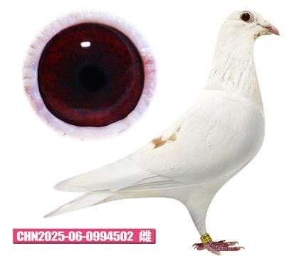 ���ǲ���-�ú�С��502