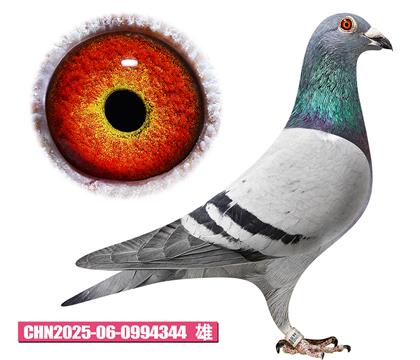 Ӣ��˹-������344