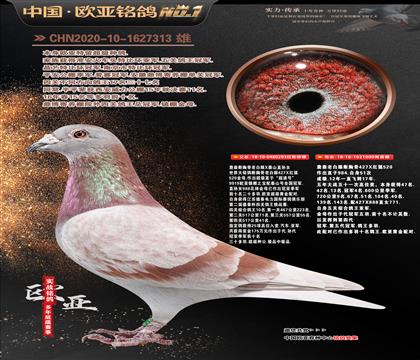 ղɭ���������ʮ��293Xղɭ000��ĸ