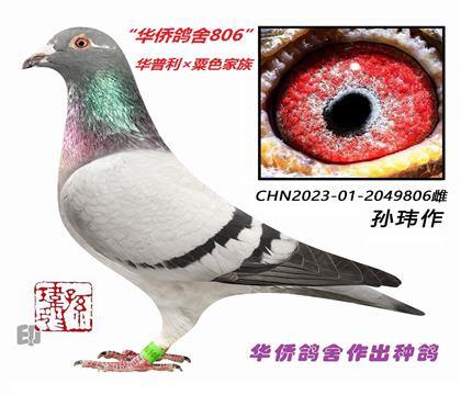 10��--����������ɫ����-2049806��