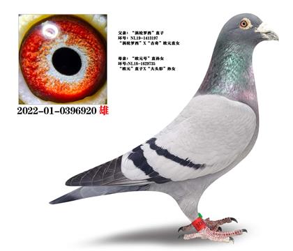 ������������ֱ��X��ŷԪ�š���