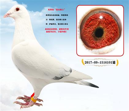 �߼���������������԰���ʿ������