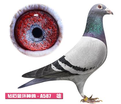 ���ǲ���-�Ϳ���A587