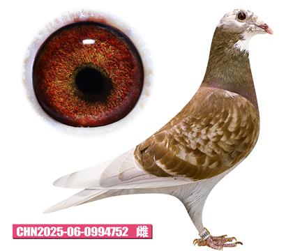 ������-���׹���752