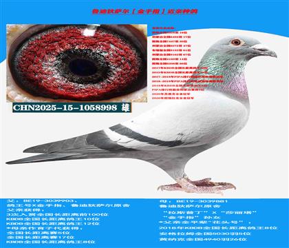 (重点推荐 公棚稳定性利器)鲁迪狄萨尔“金手指”近亲种鸽