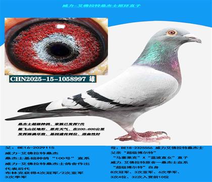 (山区地形 吃苦耐劳)罗森波斯桑杰士多关赛首推种鸽