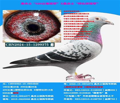 (山区地形 吃苦耐劳)云贵川提速利器 公棚首选