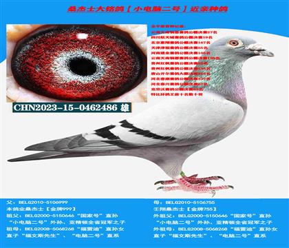 (山区地形 吃苦耐劳)罗森波斯桑杰士多关赛首推种鸽