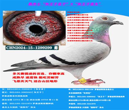 (吃苦耐劳)桑杰士“灰王子”直孙X“灰王子”直女