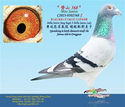 ��ɽϵ X ����4��Xϸ����X����������