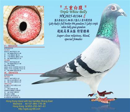 �w������ȫ��896�OX�w�����ذ׸����O