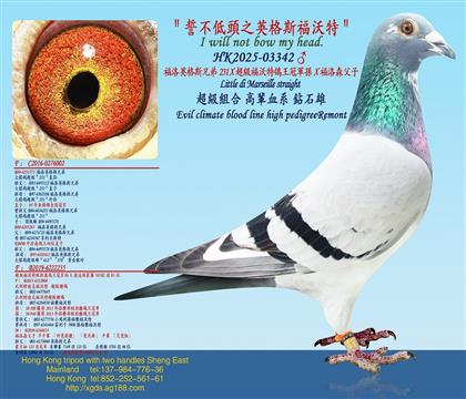 ����Ӣ��˹�ֵ�231X����������������܊�OX����ɭ����