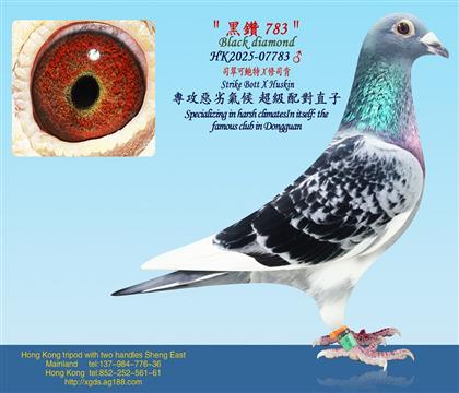 ˾����U��X��˾��