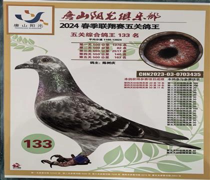 五关鸽王133位