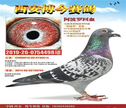 阿波罗近亲回血