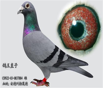 �����в�Ī�� �г����� ����ֱ��