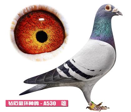 ��˹��-����С��A530