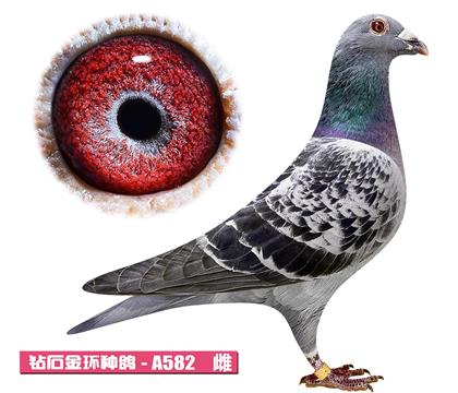 ������-�޵�����A582