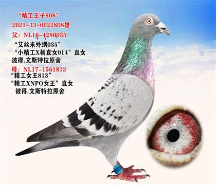 ����������808�� �ص��Ƽ�������