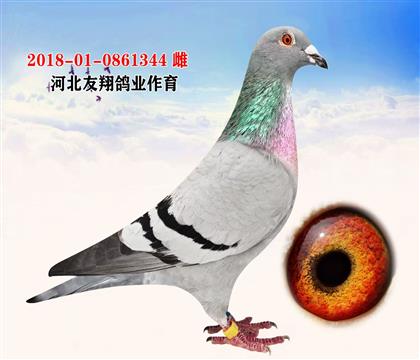 ����Ѫϵ  �ӱ������ҵ����