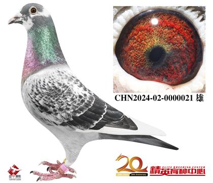 世界铭鸽“保时捷911”近亲直孙