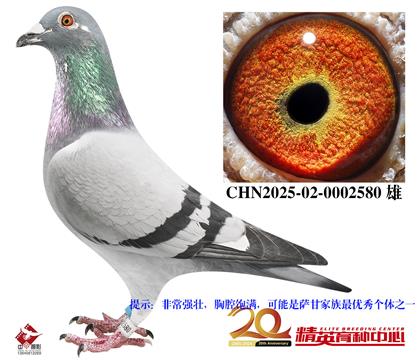 范登布克全国鸽王冠军近亲直孙