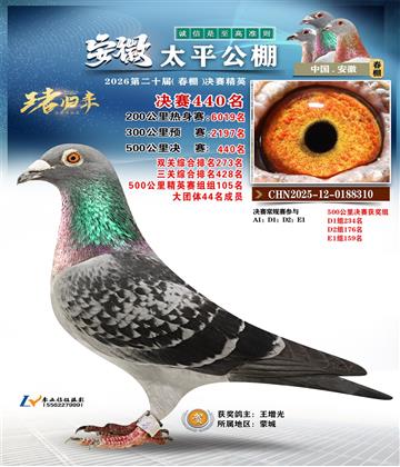 安徽太平决赛440名