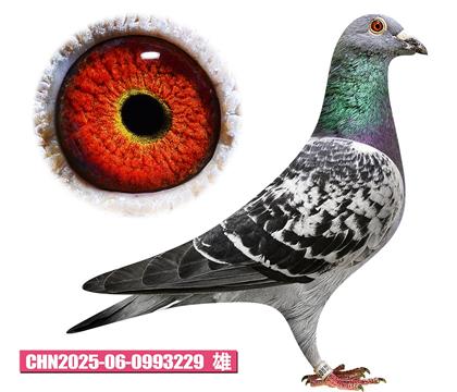 ������-�޵�����229