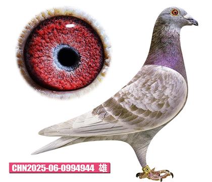 ���ǲ���-����ú�944