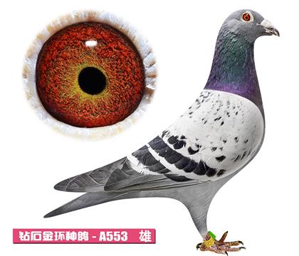 ����-��������A553