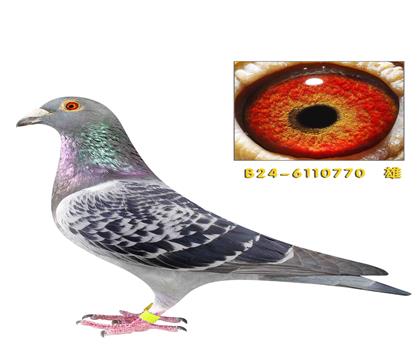 �ٶȺ�ֱ��770