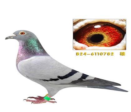 ��˹���򳬼�������782