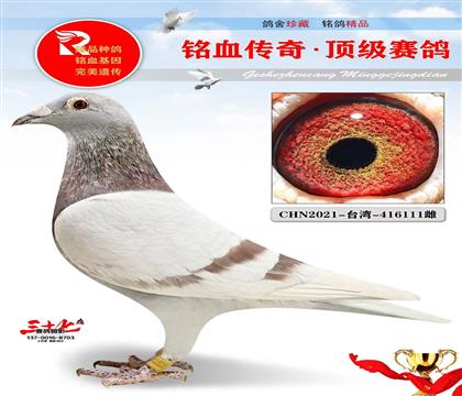 ̨��������ᡢ����ղɭ111