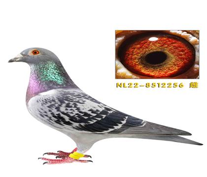 ī�ƶ���ֱ����ֱŮ�����û�Ѫ����256