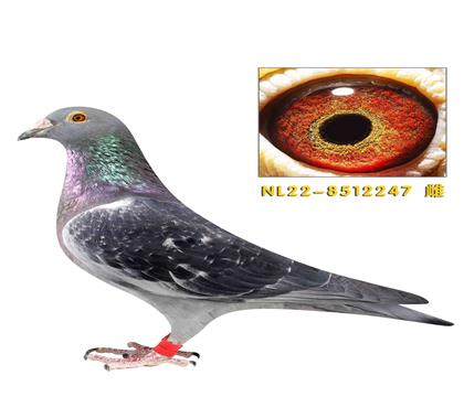 ī�ƶ��ɻ��ܺ�247