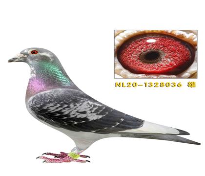 ����ƥ�˻��ض�036