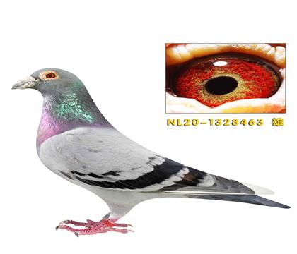 ����ѻ��ض����463