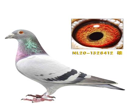 ���ض�ֱ��412